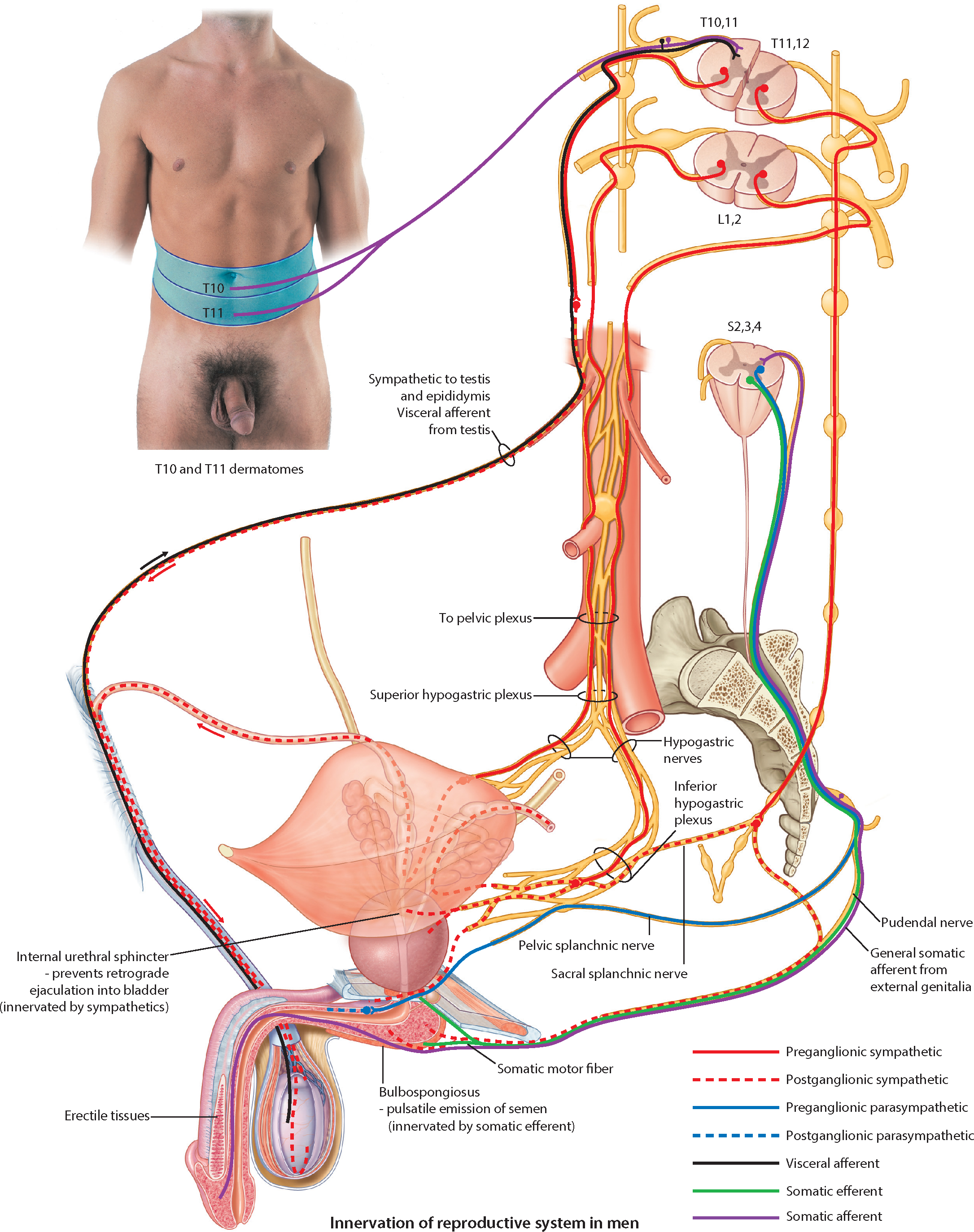 Sympathetic plexus